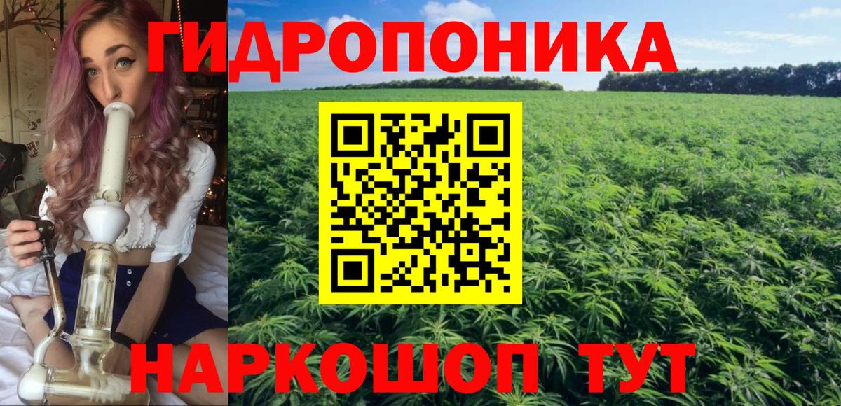 Канабис конопля Ачхой-Мартан